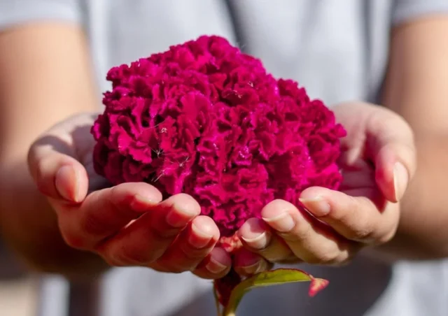 flores rojas en las manos corazón