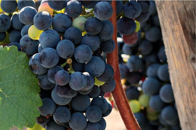 propositos uvas