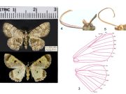 Investigadora mexicana descubre nueva especie y género de polillas