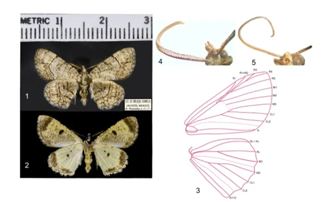 Ofelia Jaliscana polilla
