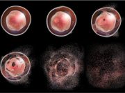 ¿Qué es la Apoptosis?