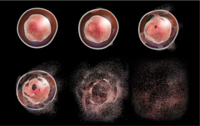 apoptosis
