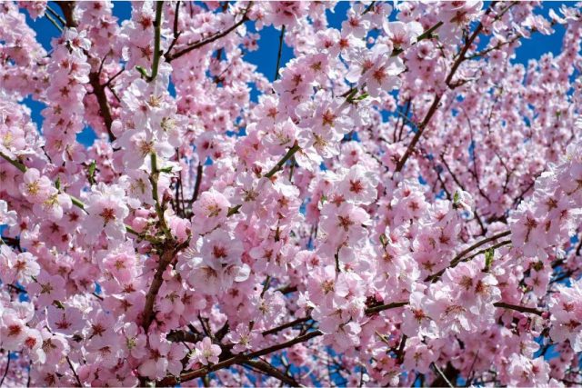 arbol japones