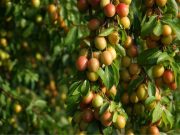 ¿Qué aporta la naturaleza, y sus frutos?