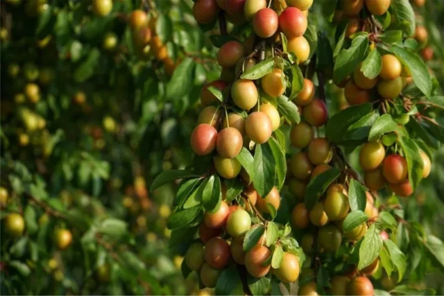 naturaleza frutos