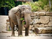 “Mi experiencia como veterinaria de un zoológico”