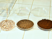 Desarrollan alimentos funcionales con subproductos agroindustriales para mejorar la microbiota intestinal