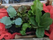 La Agroecología: un estilo de vida personal, profesional y comunitario