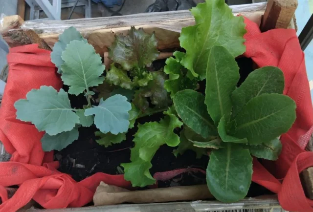 agroecologia