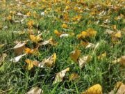 Observo el pasto verde