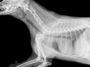 Veterinaria: un apostolado