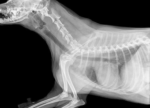 radiografía de un animal cuadrúpedo