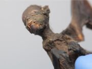 Las hadas: seres mágicos