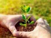 Reforestar desde hoy entre todos con la Madre Tierra