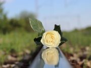 7 tipos de maltrato y leyes en defensa