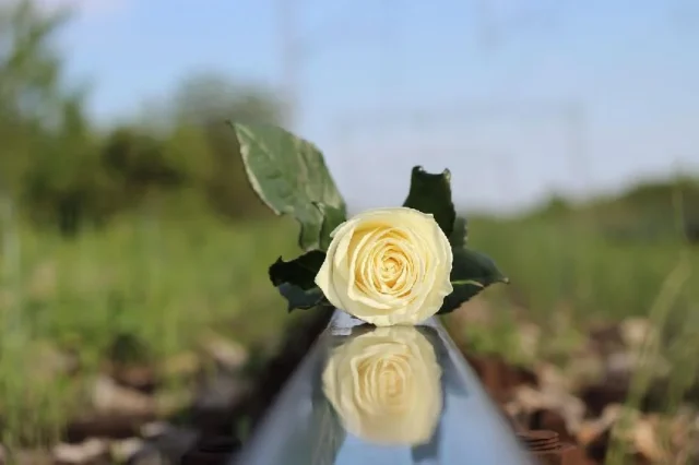 rosa blanca