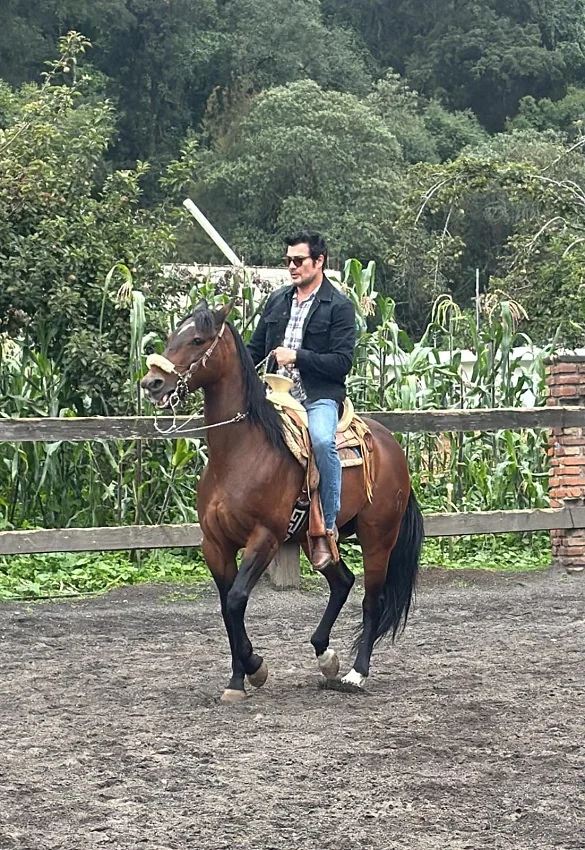 ANDRES PALACIOS-EQUITACION
