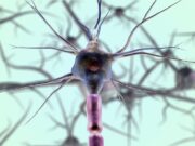 ¿Cómo ayudar a las neuronas para mejorar la memoria?