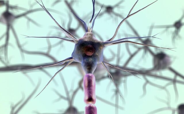 neuronas