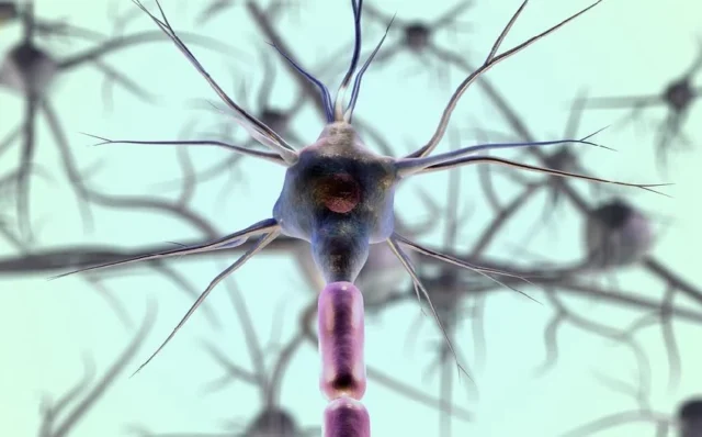 neuronas