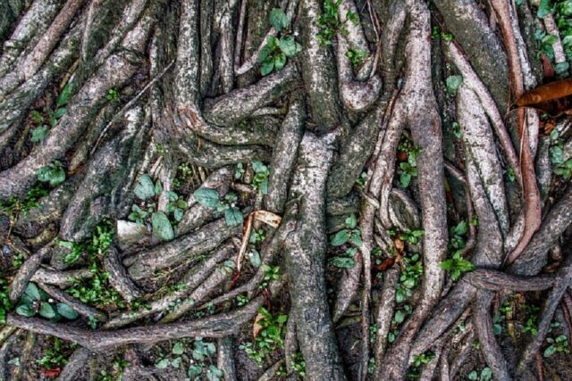 raíz de árbol