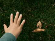 Valores sembrados, cultivados y cosechados en las familias