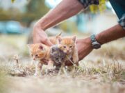 Actividades del Movimiento Animalista de Puebla