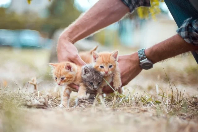 proteccion animal