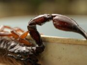 Alacranes en sintonía