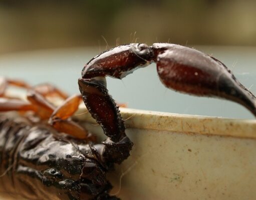 Alacranes en sintonía