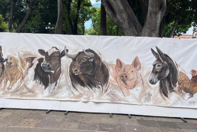 derechos animales