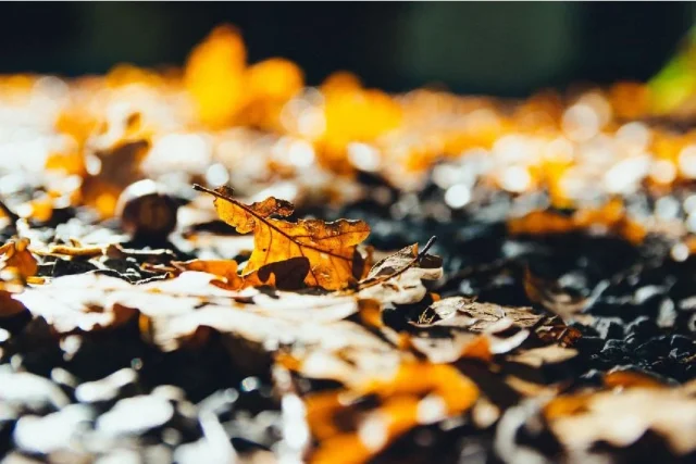 otoño