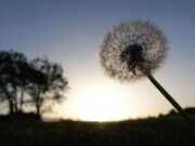 Consciencia y gratitud