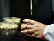 En la BUAP se estudian antimicrobianos de origen natural