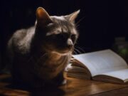 ¿Cómo será el escribir oscuro de Miriam de León?