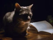 ¿Cómo será el escribir oscuro de Miriam de León?