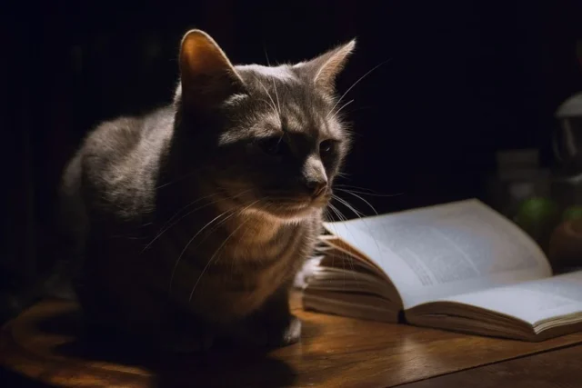 cat-1649955_1280-2