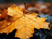 El otoño de Maga