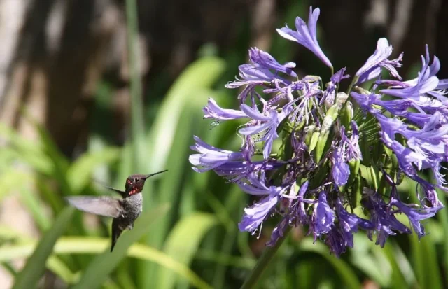 colibri