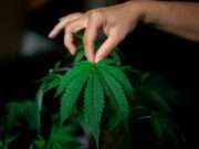 El movimiento de la narcocultura