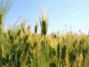 Conoce qué es el gluten y, ¿cómo afecta en la salud?