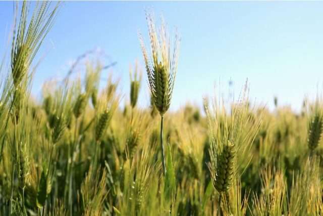gluten