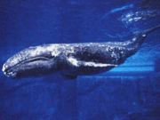 La ballena gris, la gran viajera del océano: biología, migración e importancia