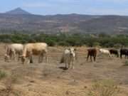 Salvador Calva Morales destaca el valor de los pastizales en el Día Mundial de Lucha contra la Desertificación y la Sequía