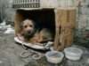 Crisis de abandono animal