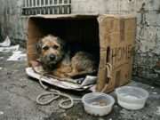 Crisis de abandono animal