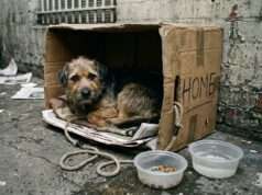 Crisis de abandono animal