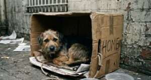 Crisis de abandono animal
