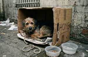 Crisis de abandono animal