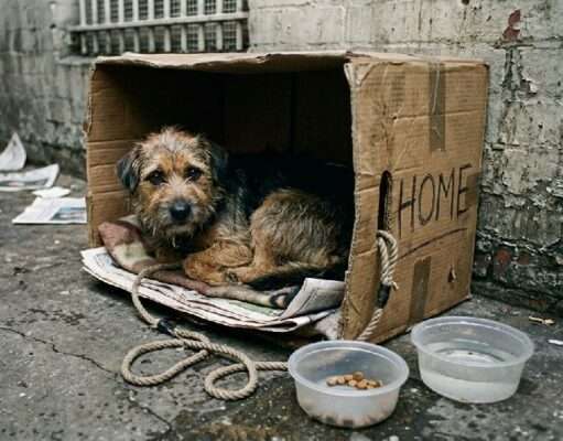 Crisis de abandono animal